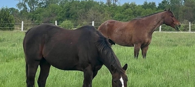 The horse ranch living and if you climb into the saddle be ready for the ride in Essex