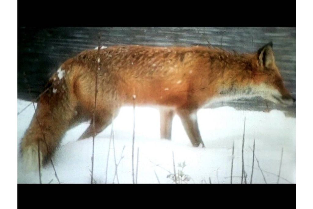 Photo of Others in Owego