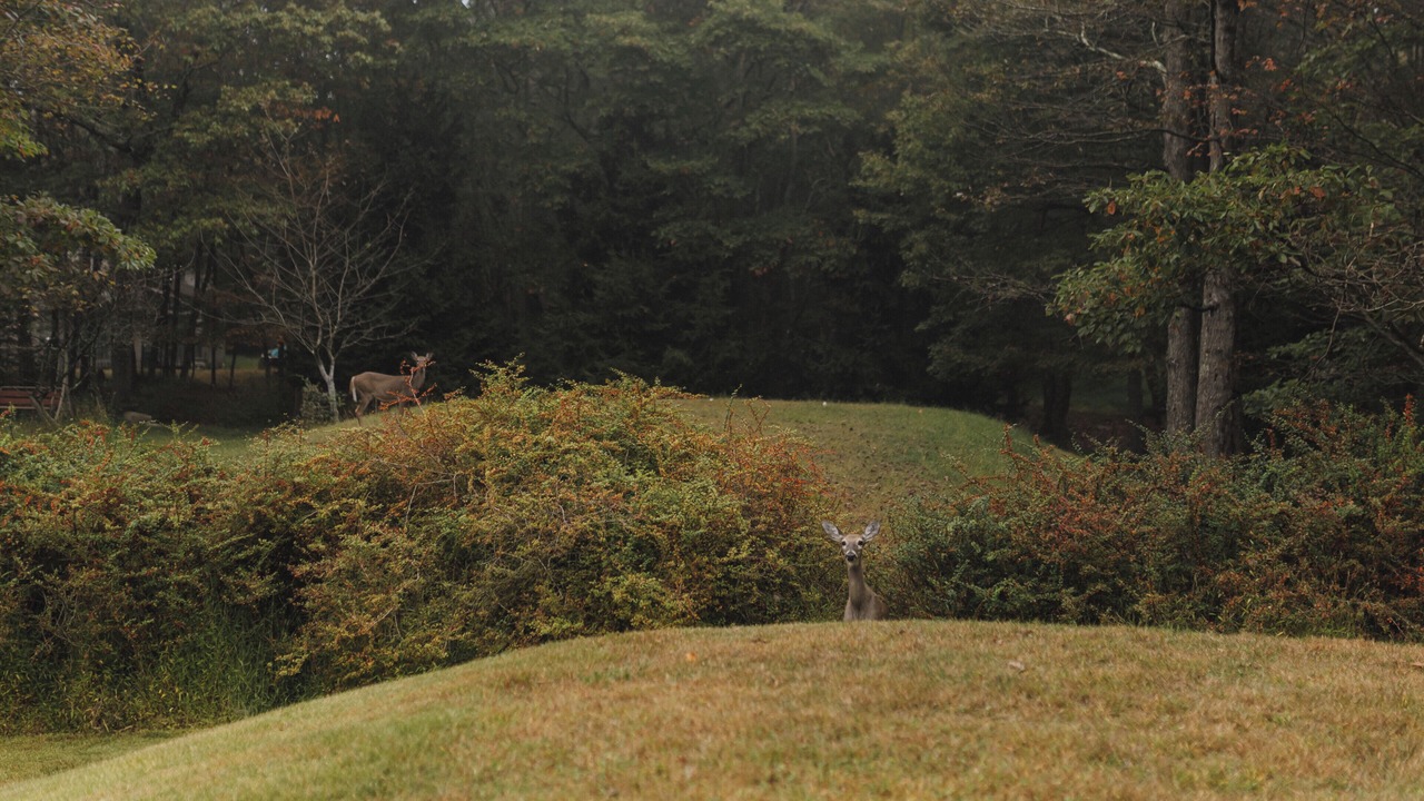 Photo of Others in Albrightsville